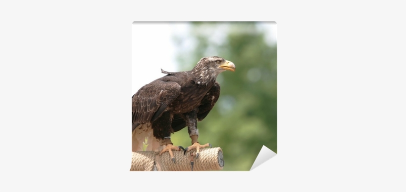 Bald Eagle, transparent png download