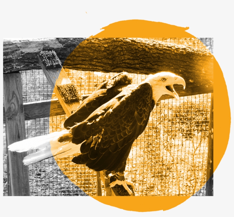 Eagle - Bald Eagle, transparent png download