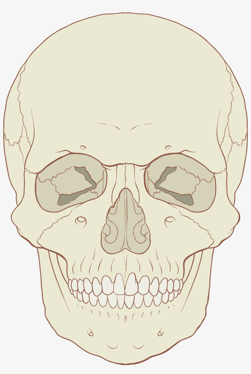 Open - Model Of Human Skull Anterior View, transparent png download