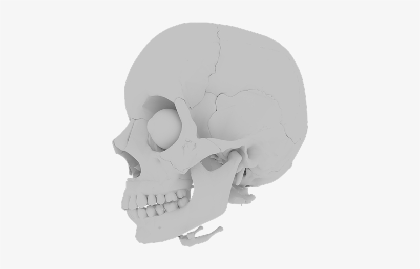 Skull, Orbit, Skeleton, Bone, Teeth, Medical, Human - Skull, transparent png download