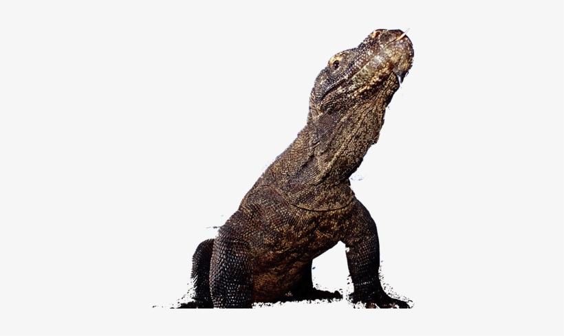 Explore Flores - Komodo Dragon Without Background, transparent png download