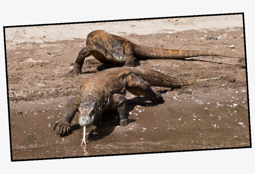 Komodo-dragon - Gharial, transparent png download