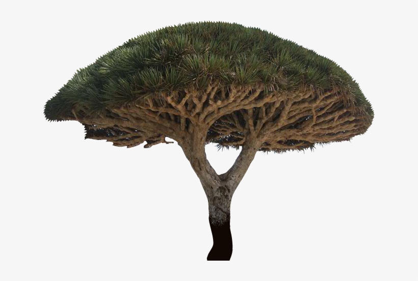 [2014] Sierra H - Djibouti Plants, transparent png download