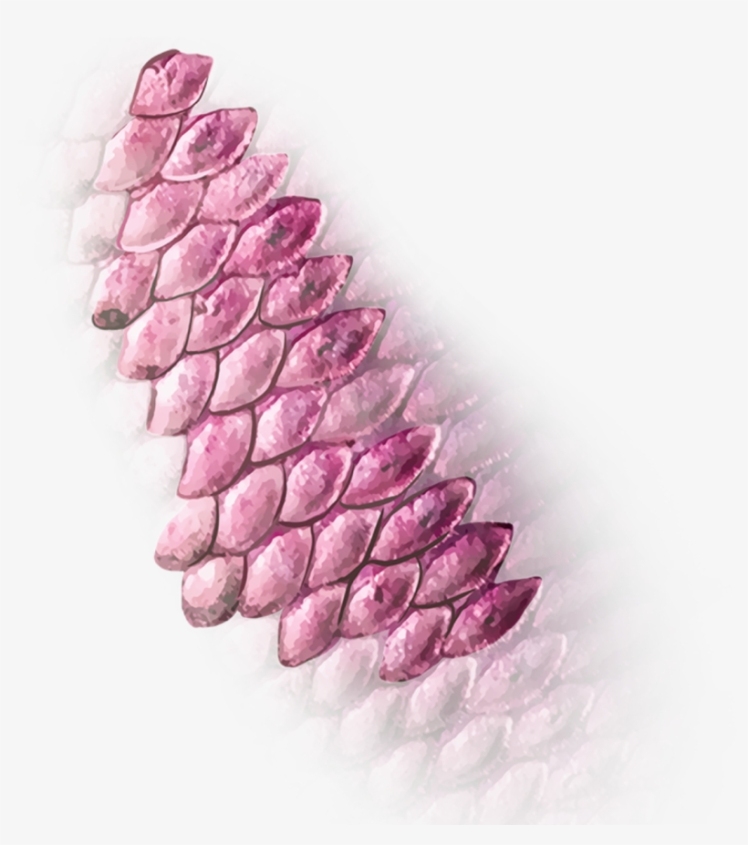 Follow Bhi Kardena - Scale, transparent png download