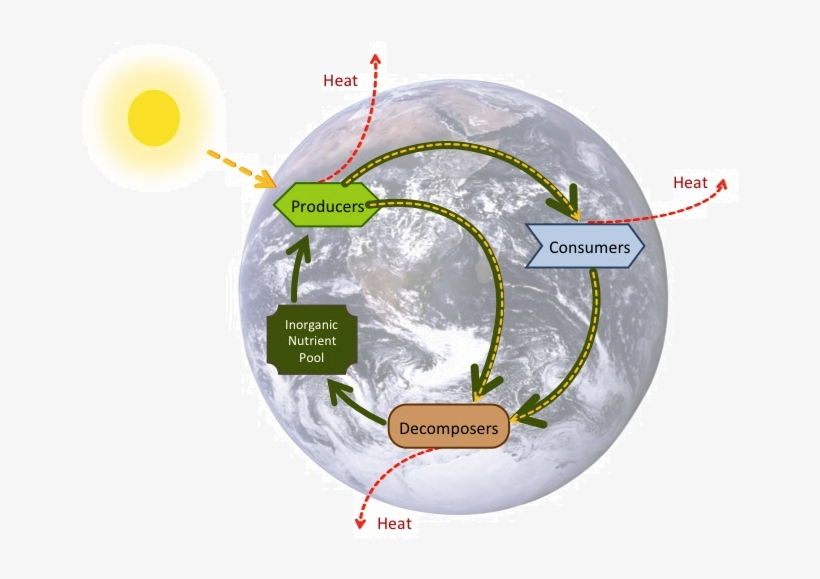 Energy Flow And Biogeochemical Cycles, transparent png download