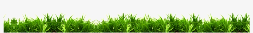 Green Grass Green Grass Free Vector - Lawn, transparent png download