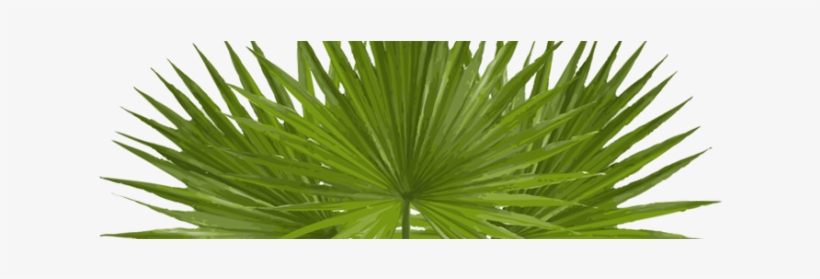 Palm Sunday - Sunday Palm 2017, transparent png download
