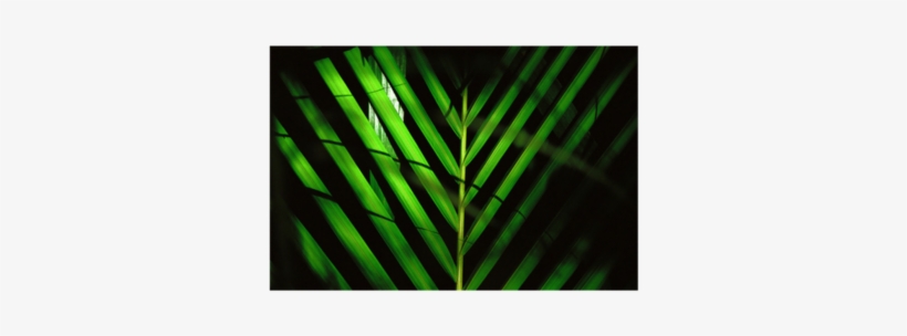 Palm Sunday - Girls In Their Dresses, transparent png download