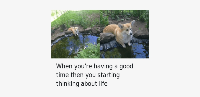 Dogs, Life, And Shit - You Are Having A Good Time But Start Thinking About, transparent png download