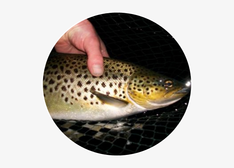 Irish Angling Update » Feeding Trout And Hatching Sedge - Brown Trout, transparent png download