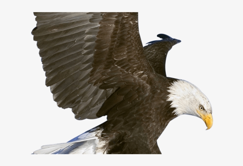 Eagle Clipart Fish - Eagle In Flight, transparent png download