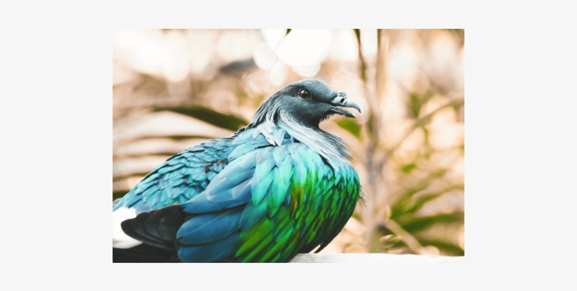 Iridescent Pigeon - Nicobar Pigeon, transparent png download
