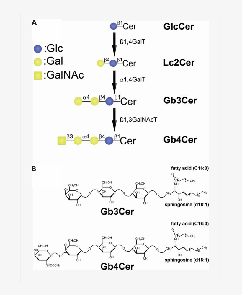 Biosynthesis Flow Diagram Of Globo-series Neutral Gsls - Flowchart, transparent png download