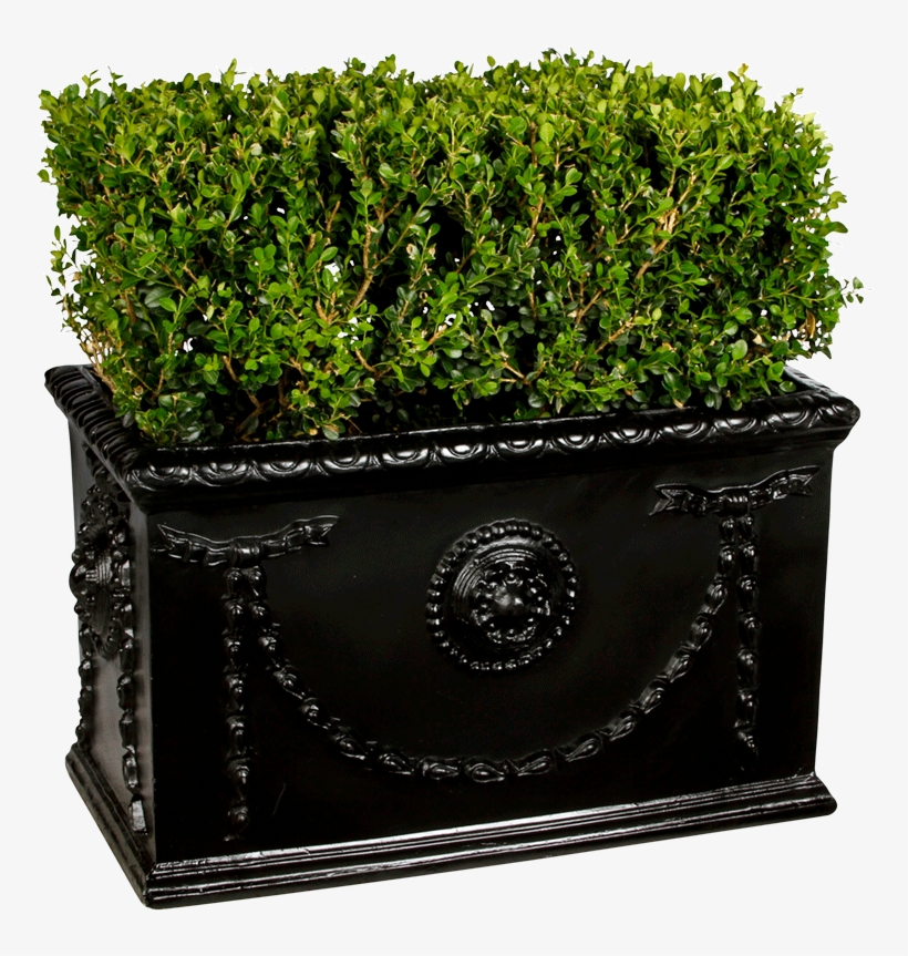 Boxwood Hedge - Flowerpot, transparent png download