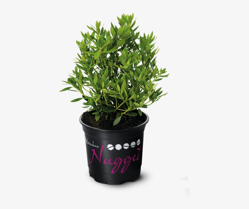 Nugget By Bloombux® Ideal For Flower Bed Edges, Hedges - Bloombux, transparent png download