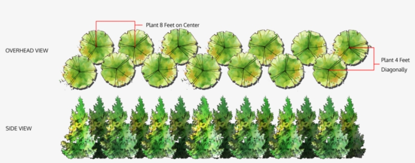 Double Row Of Trees - Leyland Cypress Spacing, transparent png download
