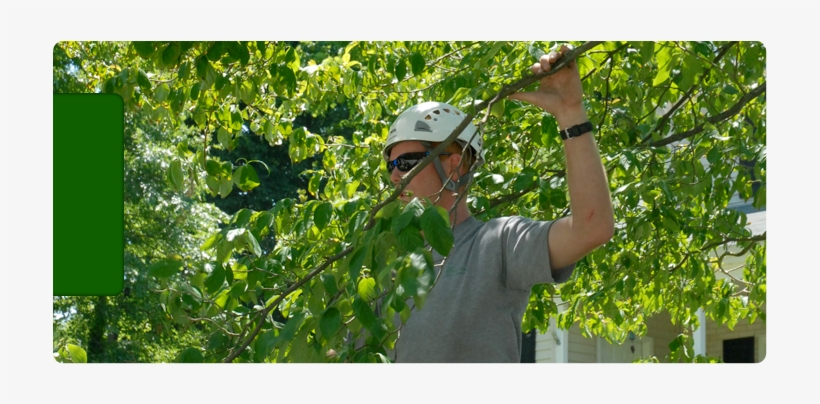 Just A Little Off The Top And Around The Hedges - Tree, transparent png download