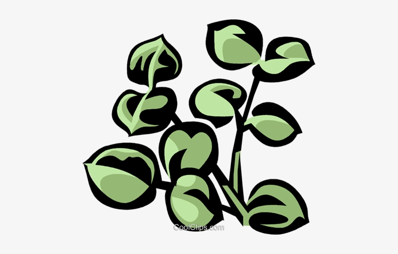 Eucalyptus Royalty Free Vector Clip Art Illustration - Leaf, transparent png download