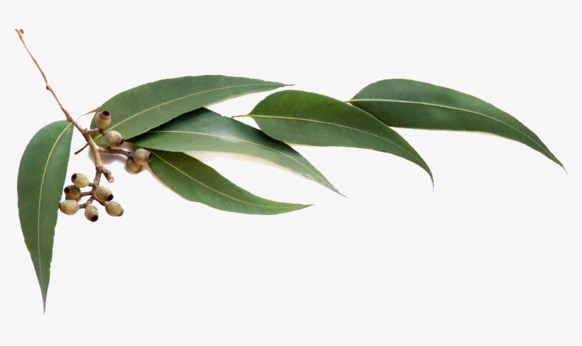 Eucalyptus - Someone Eucalyptus Anti Cellulite Kona Coffee Body, transparent png download