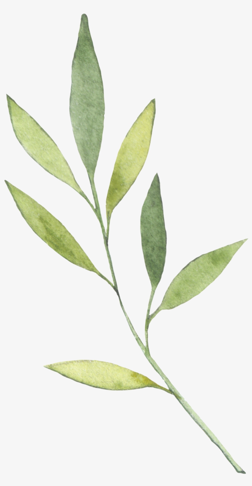 Schooldays - Russian Olive, transparent png download