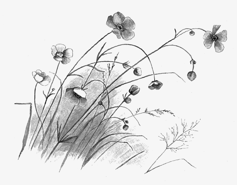 Digital Sweet May Flower Download - Flowers Black And White, transparent png download