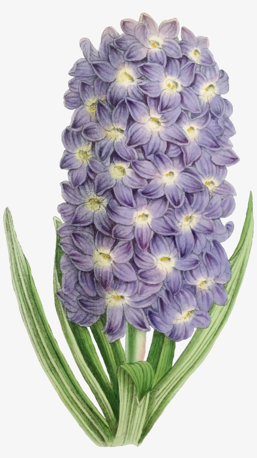 This Free Icons Png Design Of Flower Illustration, transparent png download
