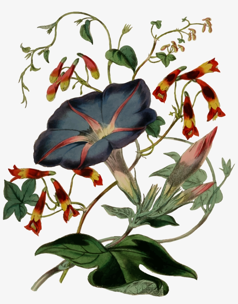 This Free Icons Png Design Of Flower Illustration 4, transparent png download