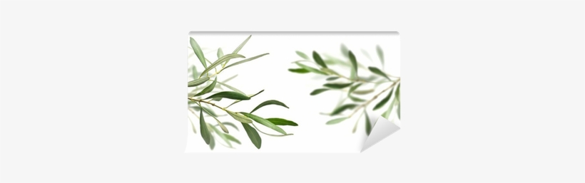 Olive Oil, transparent png download