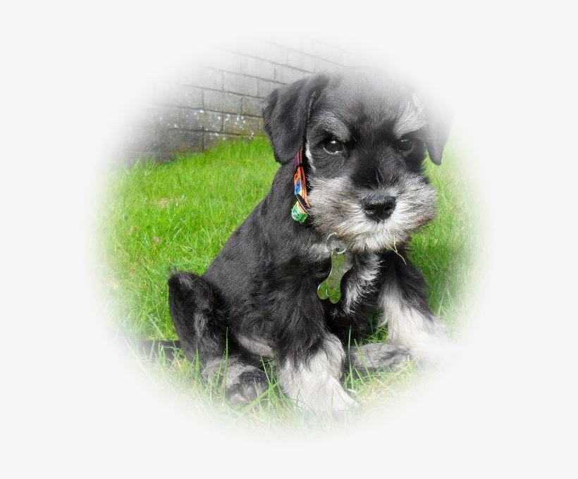 Time For A Change, So Brian Now Has Pride Of Place - Dog Png Schnauzers, transparent png download