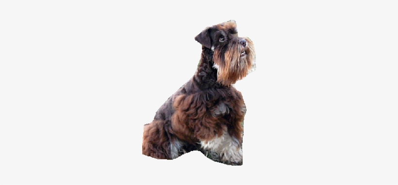 Schnauzer Australia, transparent png download