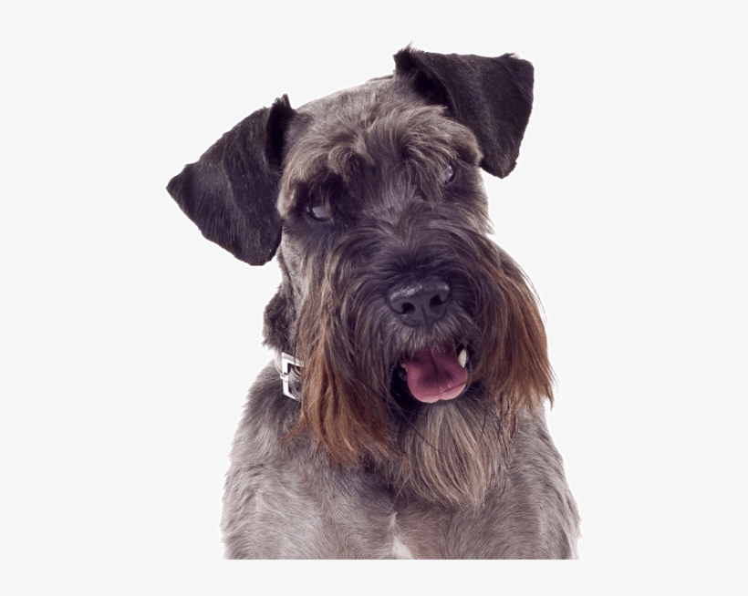 Search - Got Yo Gifts Schnauzer Mirrored Acrylic Keychain, transparent png download
