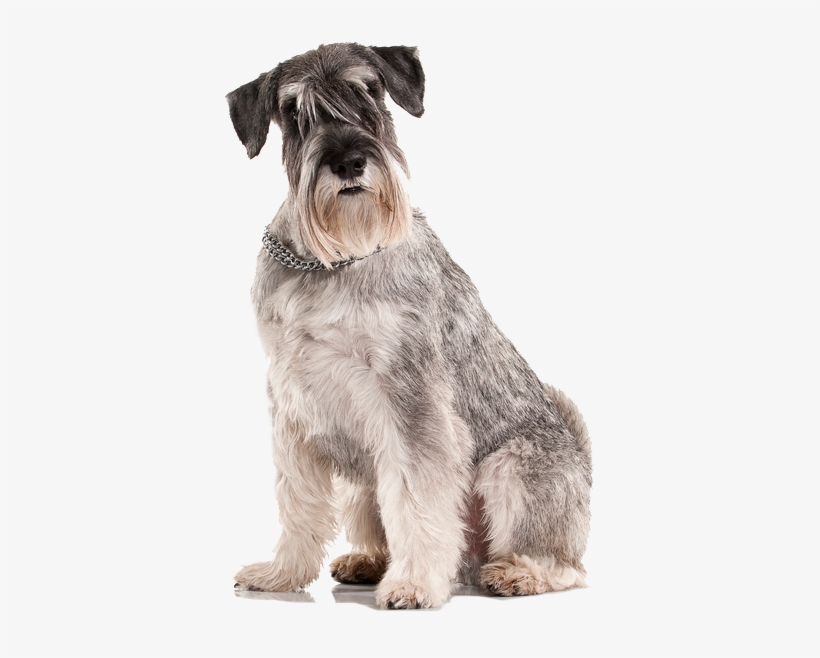 Miniature Schnauzer, transparent png download