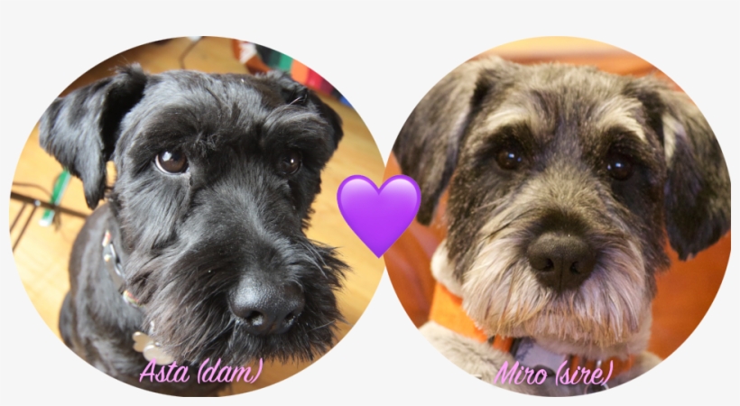 The Current Muppleberry Farm Breeding Pair - Miniature Schnauzer, transparent png download