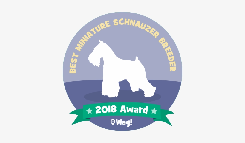 Dog Walking & Boarding - Dog, transparent png download