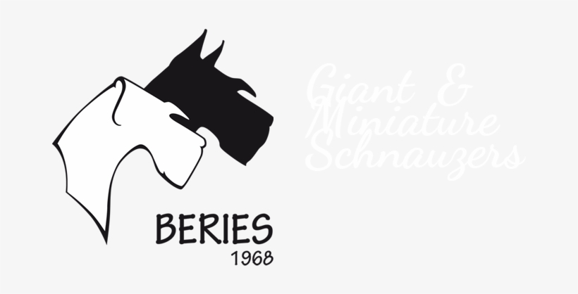 Beries Giant & Miniature Schnauzers - Miniature Schnauzer, transparent png download