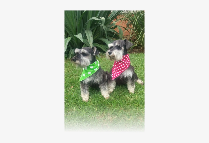 I Have Had A Passion And Love For Dogs Since I Was - Miniature Schnauzer, transparent png download