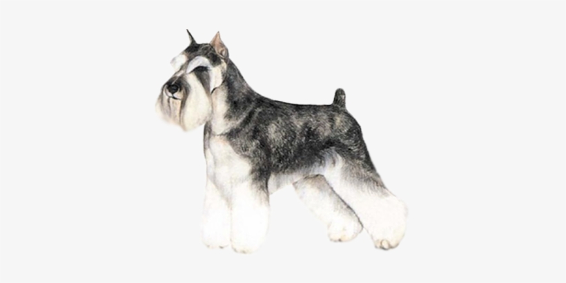 Alter - Schnauzer, transparent png download