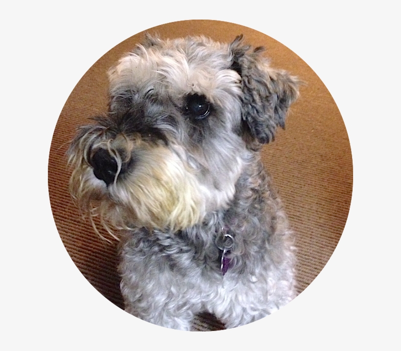 Schnauzer-commissioned Pet Portrait, Georgie Girl - Miniature Schnauzer, transparent png download