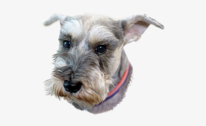 Bleed Area May Not Be Visible - Miniature Schnauzer Png, transparent png download