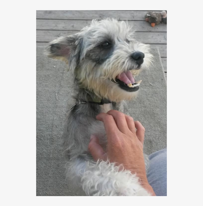 Miniature Schnauzer, transparent png download