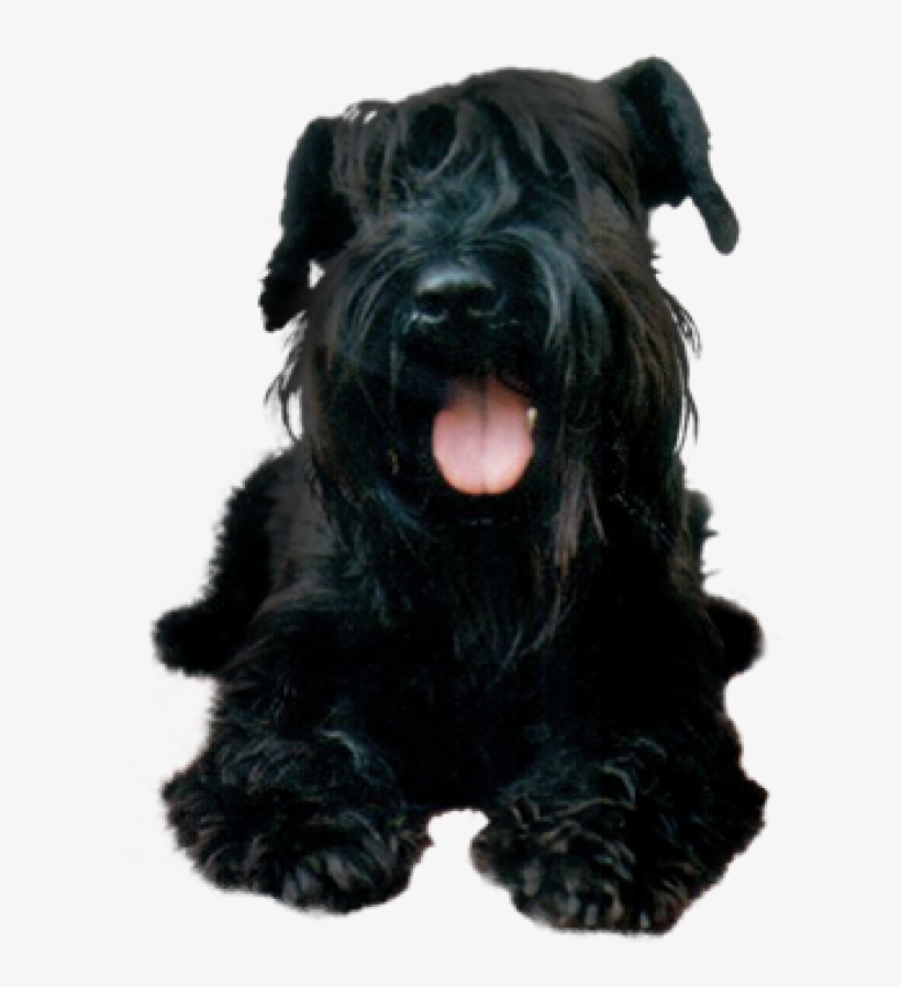 Black Puppy Dog Png - Schnauzer Puppy Transparent Background, transparent png download