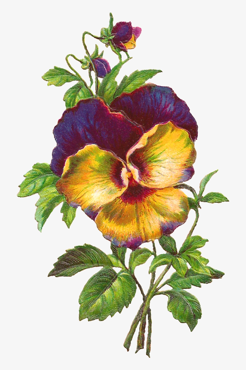 Pansy Download - Creativ Company Vintage Die-cuts, Sheet 16,5x23,5 Cm,, transparent png download