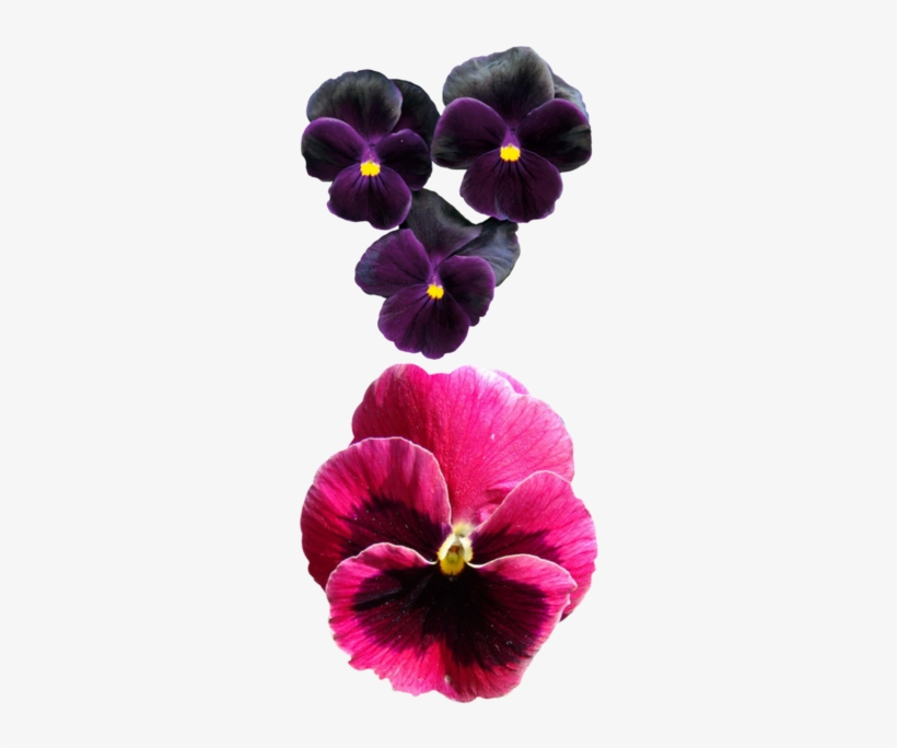 Pansies Flower Pansy - Pansy, transparent png download