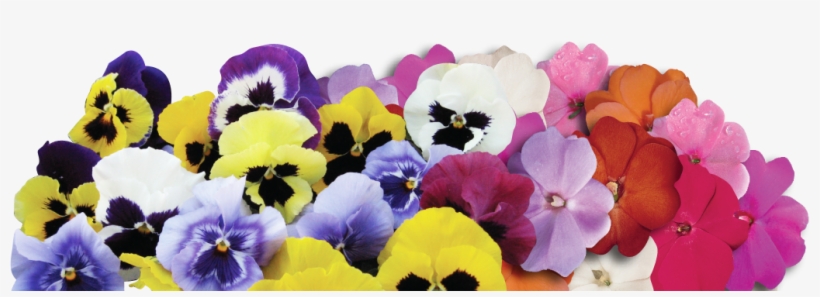 Pansies-slide - Hazzard's Seeds Pansy Mammoth Mix 1,000 Seeds, transparent png download