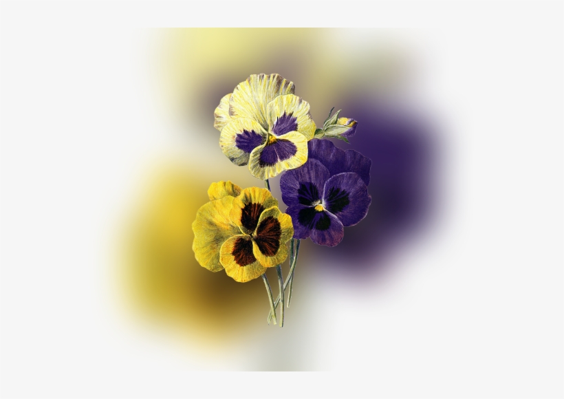 Color Palette Ideas From Flower Flowering Plant Pansy - Vintage Blumepansy-uhr Große Wanduhr, transparent png download