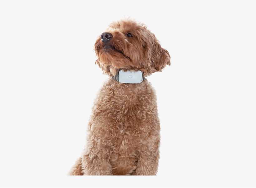 Bark200u - Motorola Bark 200u Ultrasonic And Vibrating Dog Anti-bark, transparent png download