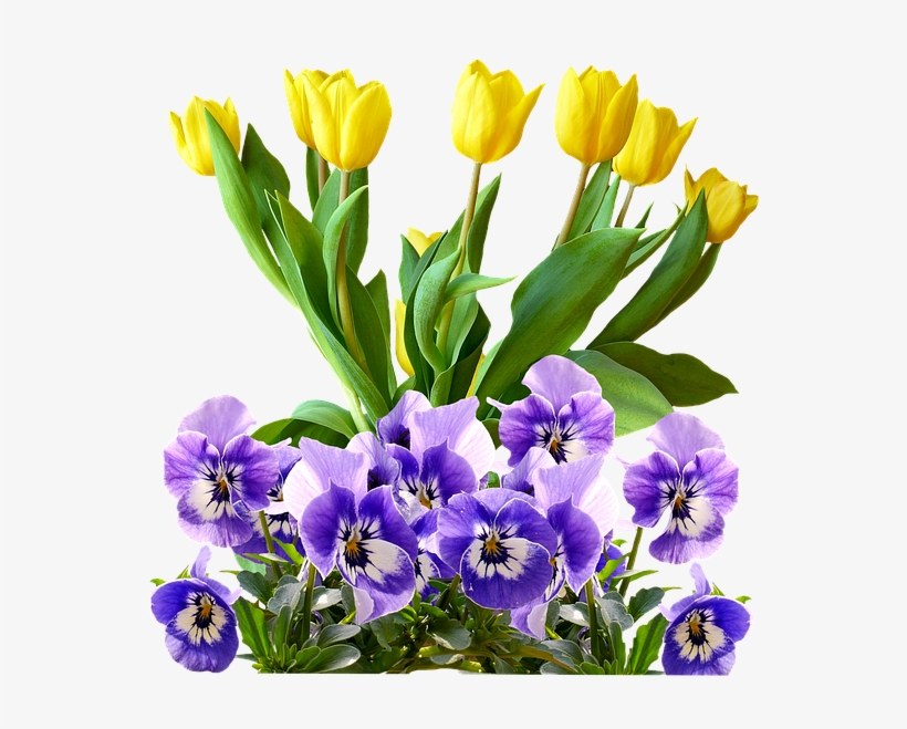 Tulip, transparent png download