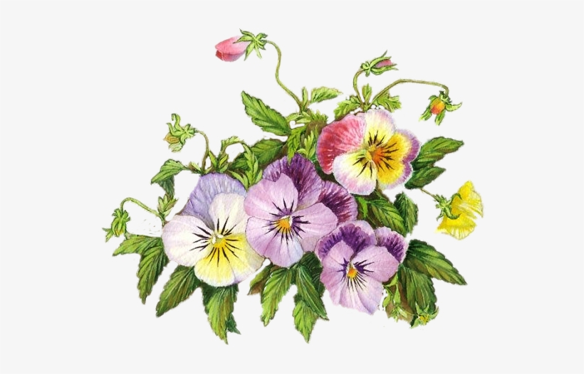 Фото, Автор Ladylony На Яндекс - Flower, transparent png download