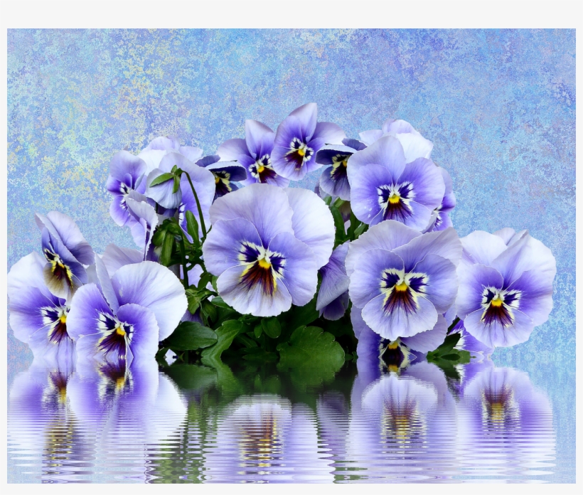 Pansy Spring Nature - You Say Pansy Like It's A Bad Thing- Pansies Garden, transparent png download