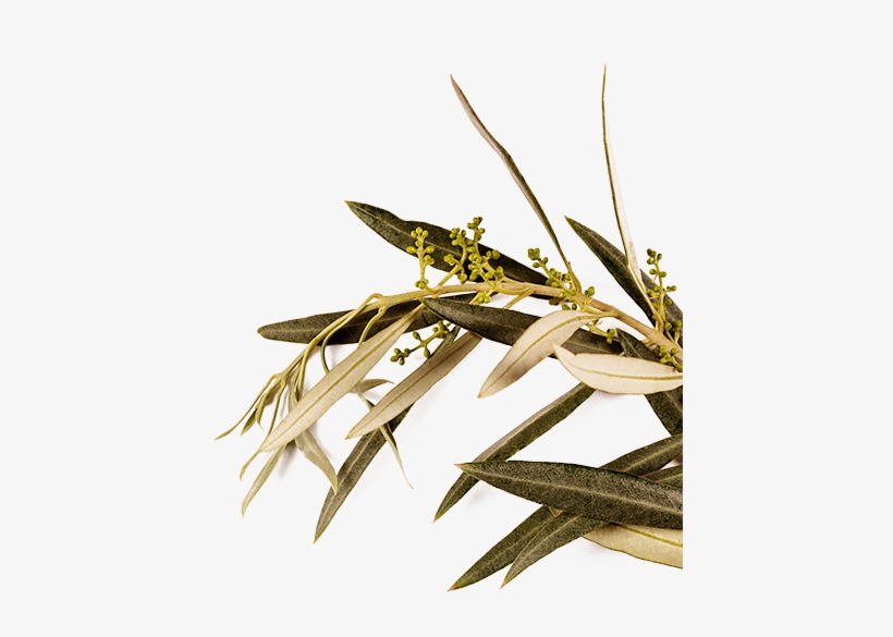 Dafna Comes From The Greek Word Δάφνη , Which Means - Photography, transparent png download